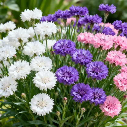 Premium Cornflower Seeds