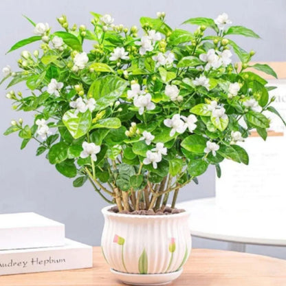 Trailing Midnight Perfume Jasmine Seeds