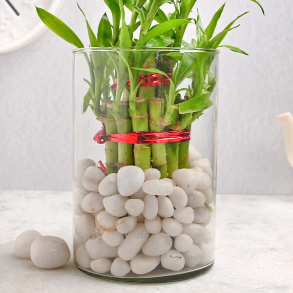 Lucky Bamboo Plant